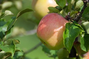 Äpple