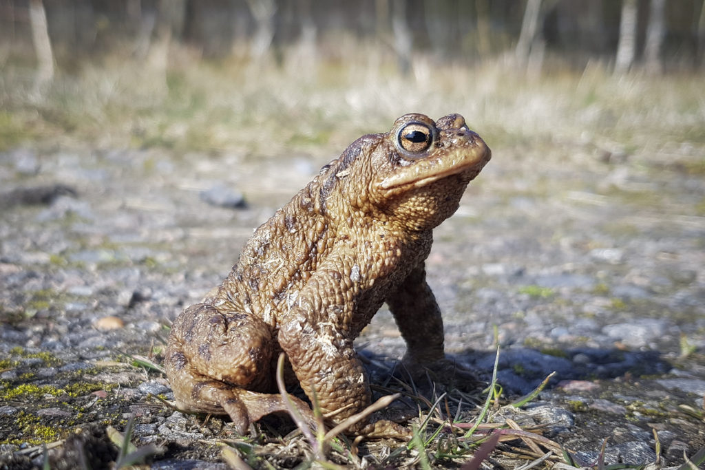 Foto: Berith Gudmundsson - Drömprinsen