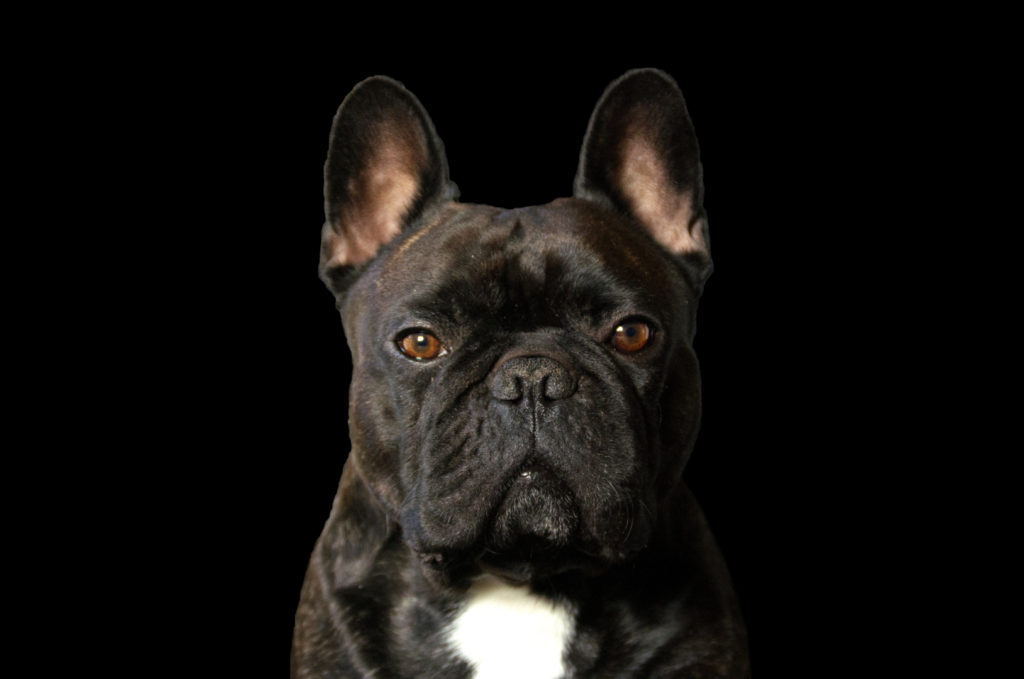 Foto: Stina Hallberg - Dog in black