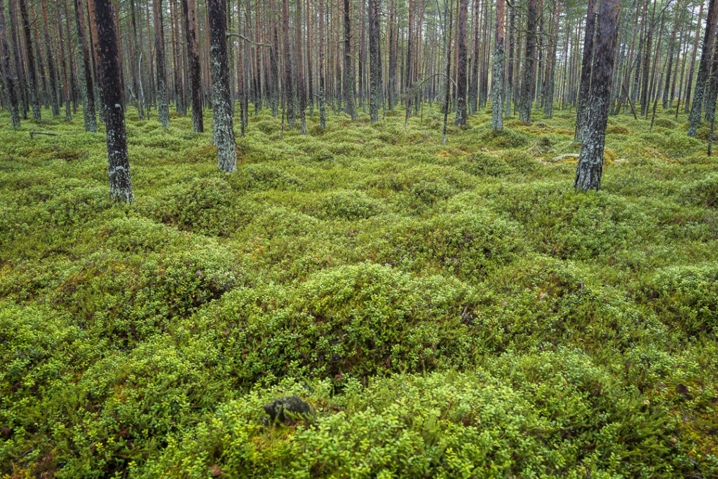 Foto: Tommy Engman - Bärskogen