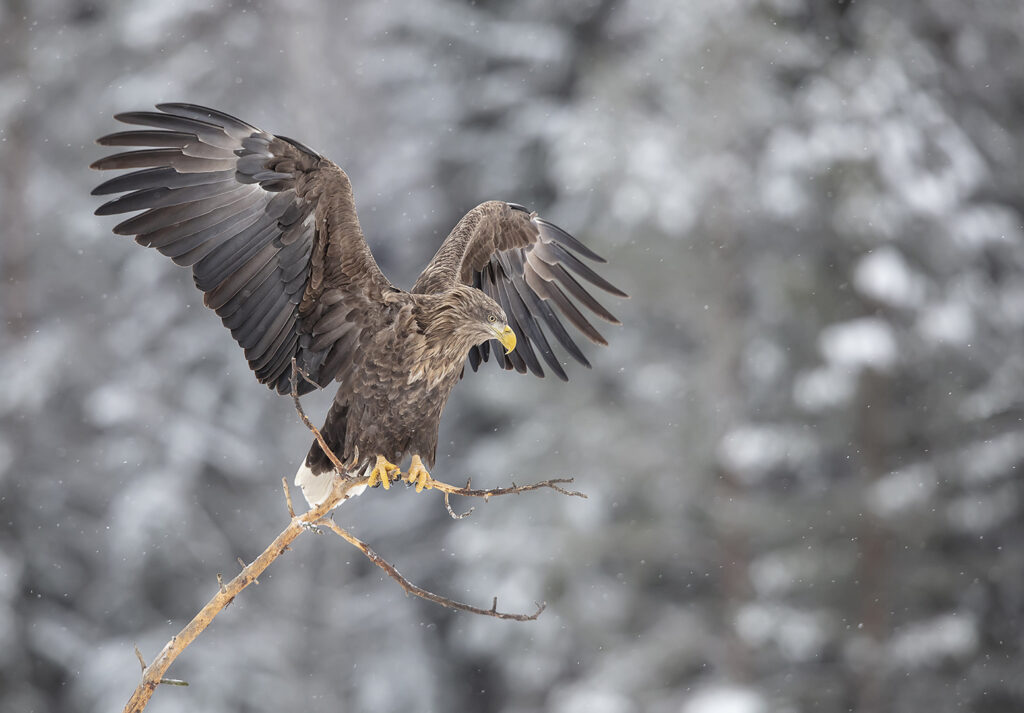 Foto: Roger Bengtsson - Havsörn