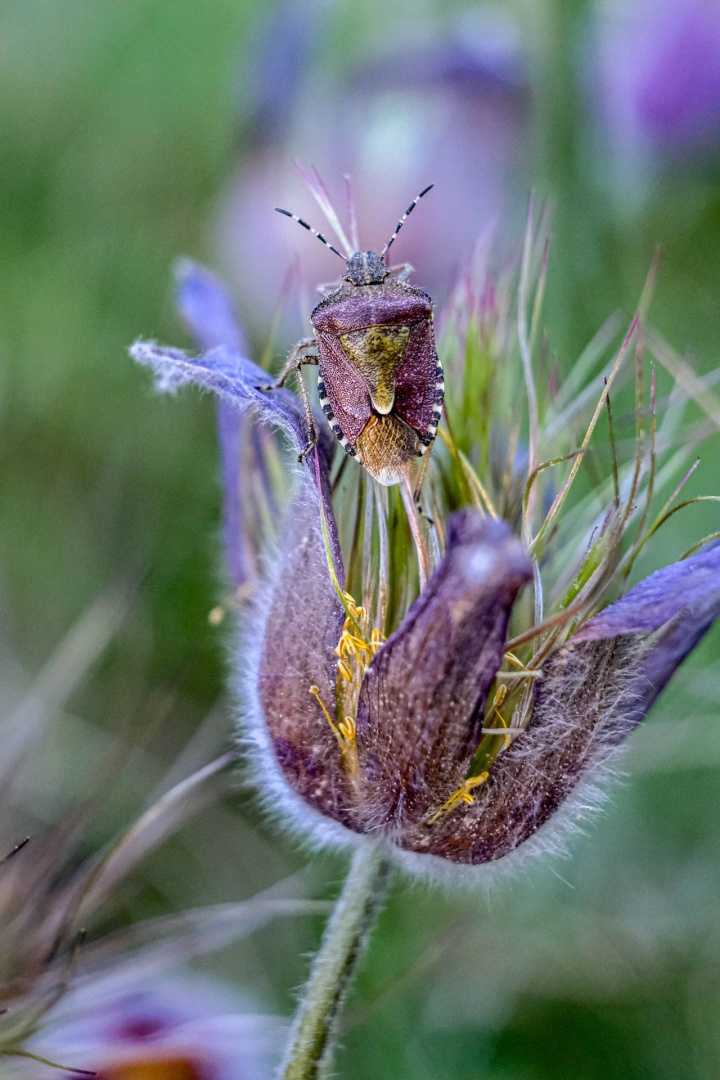 Bärfis på blomma – Anna Tenggren