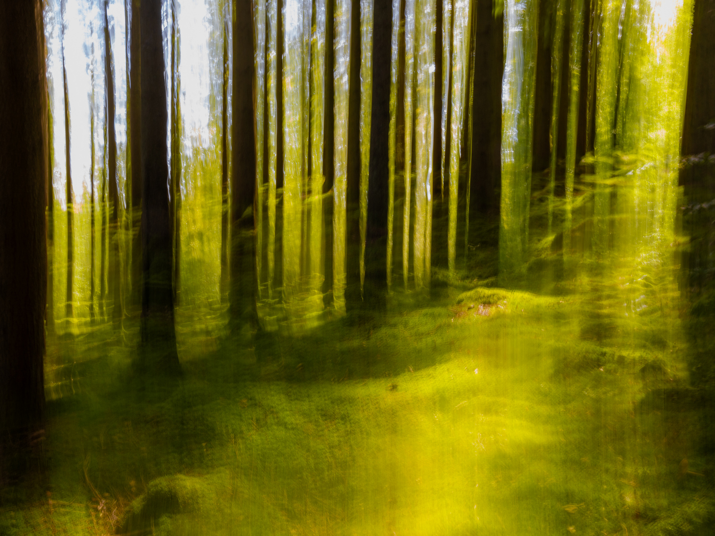 ICM i skog – Ann-Marie Johansson